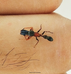 Myrmarachne melanocephala