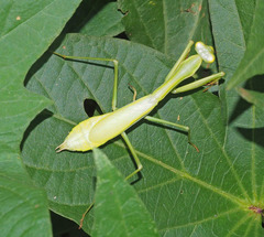 Pseudomantis
