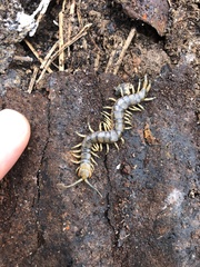 Hemiscolopendra