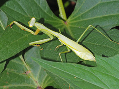 Pseudomantis