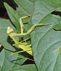 Pseudomantis