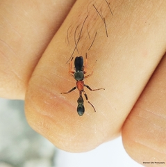Myrmarachne melanocephala