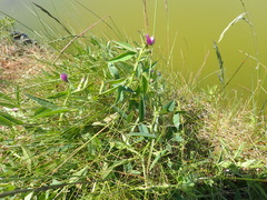 Vicia bithynica