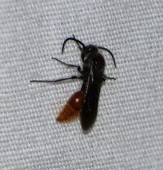 Sphaeropthalma imperialis