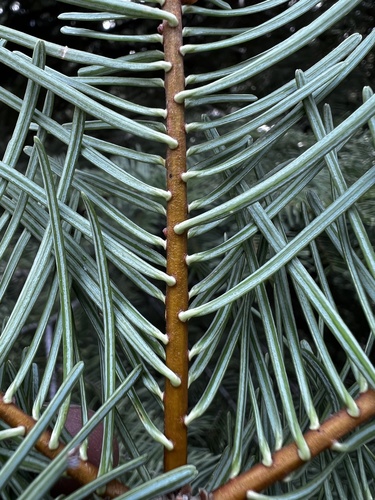 Abies grandis × concolor