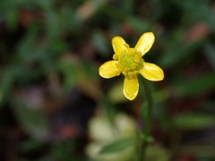 Ranunculus plebeius