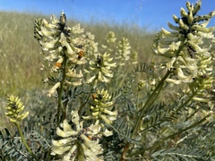 Astragalus asymmetricus