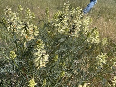 Astragalus asymmetricus