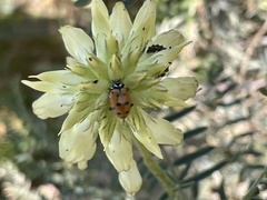 Astragalus asymmetricus