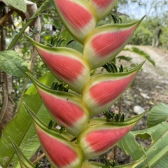 Heliconia wagneriana image