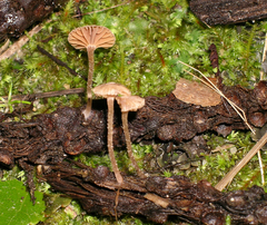 Tubaria verrucipes