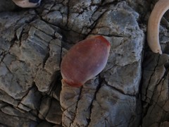 Staphylaea staphylaea