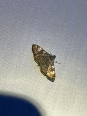 Glyphodes cyanomichla