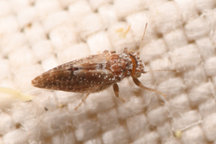 Aphalaroida pithecolobia