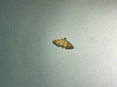 Orphanostigma haemorrhoidalis