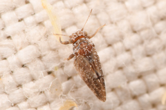 Aphalaroida pithecolobia