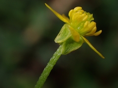 Ranunculus plebeius
