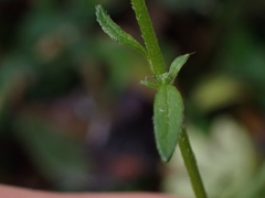 Ranunculus plebeius