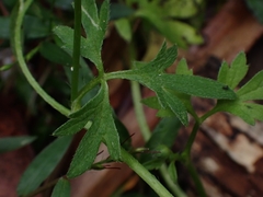 Ranunculus plebeius