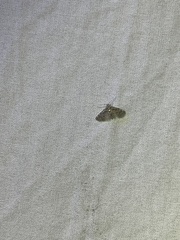 Alucita objurgatella