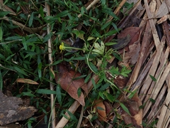 Ranunculus plebeius