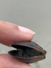 Mytilus californianus
