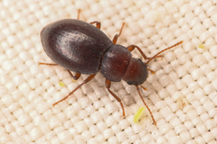 Chilometopon microps