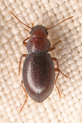 Chilometopon microps