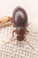 Chilometopon microps