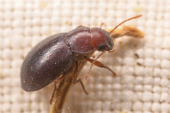 Chilometopon microps