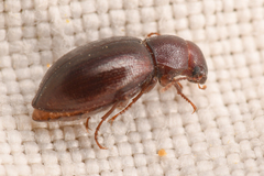 Chilometopon microps