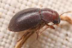 Chilometopon microps