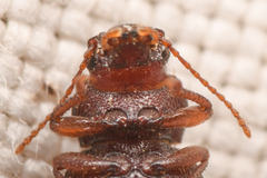 Chilometopon microps