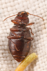 Chilometopon microps