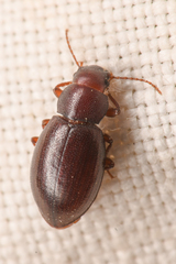 Chilometopon microps