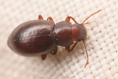 Chilometopon microps