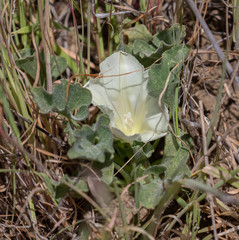 Calystegia subacaulis subacaulis