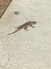 Sceloporus occidentalis