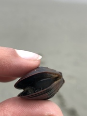 Mytilus californianus