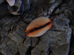 Staphylaea staphylaea