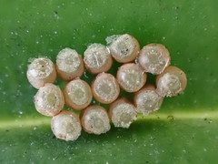 Glaucias amyoti