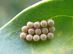 Glaucias amyoti