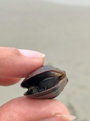 Mytilus californianus