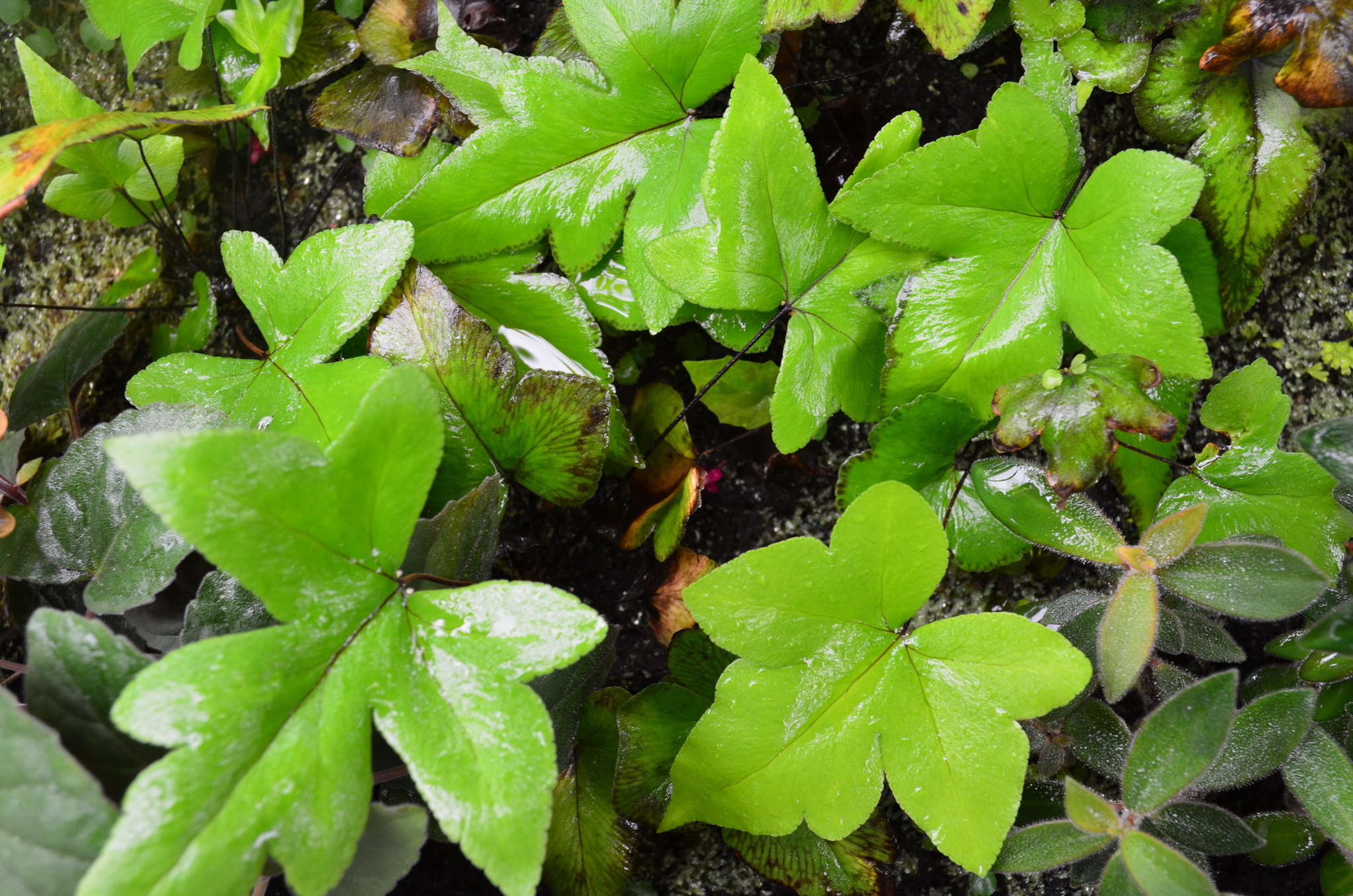 Doryopteris palmata