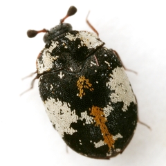Anthrenus thoracicus