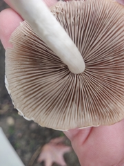 Candolleomyces candolleanus