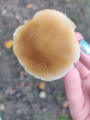 Candolleomyces candolleanus