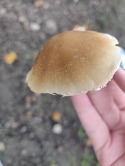 Candolleomyces candolleanus