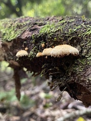 Pleuroflammula praestans