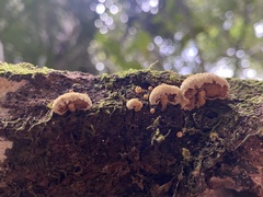 Pleuroflammula praestans